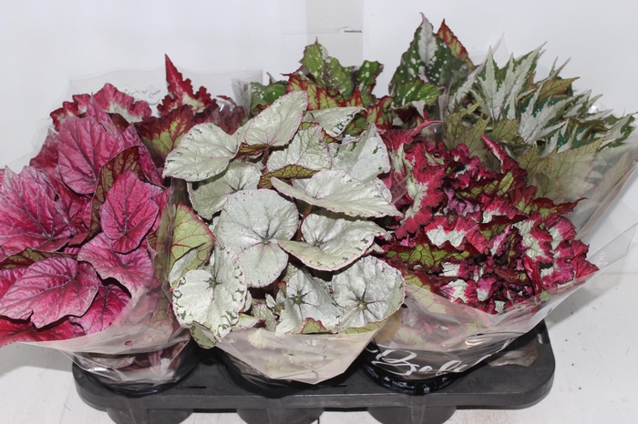 <h4>BEGONIA BELEAF P15 PO</h4>