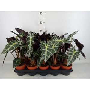 Alocasia amazonica 'Polly'