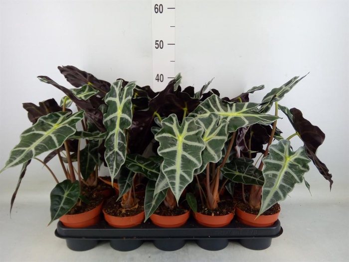 <h4>Alocasia amazonica 'Polly'</h4>