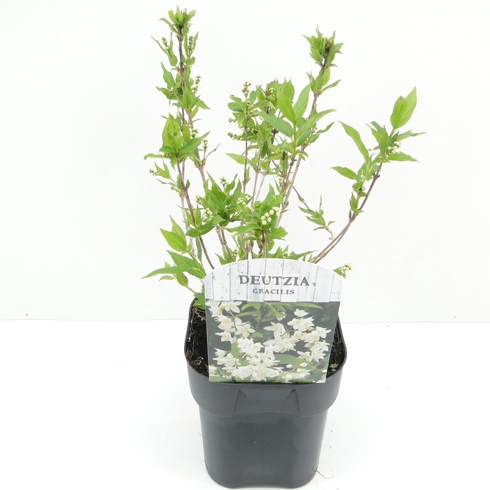 Deutzia gracilis C2