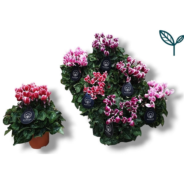 <h4>Cyclamen- GARDEN FUJI MIX</h4>