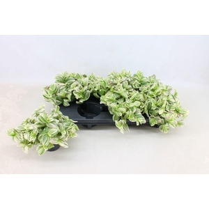 Tradescantia Brightness P12