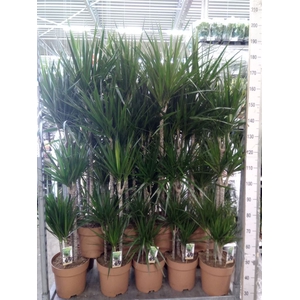 Dracaena marg.