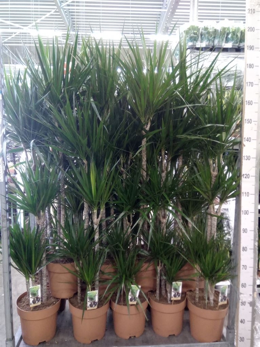 <h4>Dracaena marg.</h4>