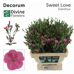 Di Sweet Love Divine