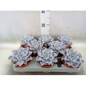 Echeveria   ...