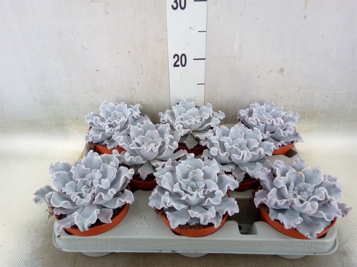 <h4>Echeveria   ...</h4>
