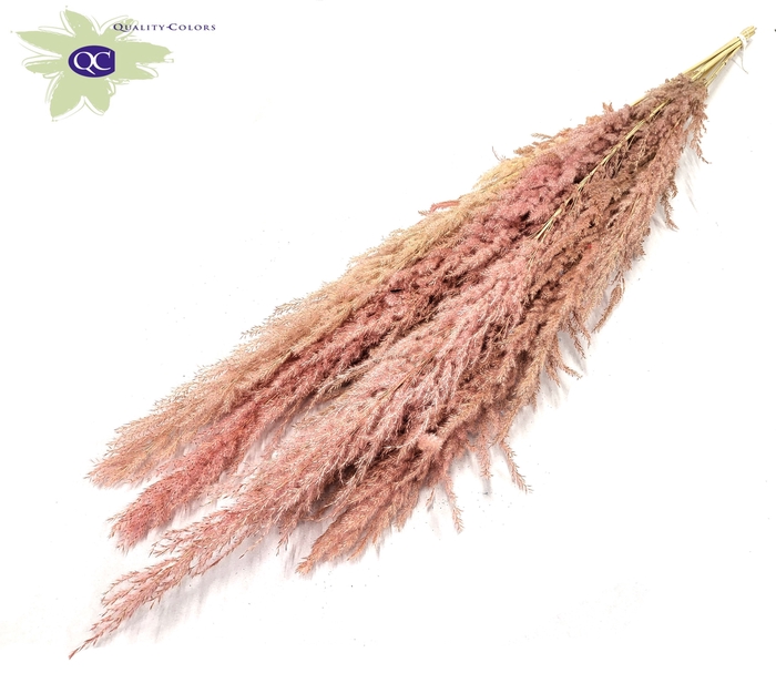 <h4>Pampas select l 115cm 8 stems per bunch light pink</h4>