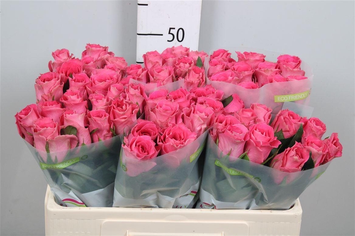 <h4>R Gr Watergame</h4>