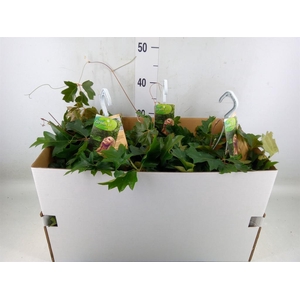 Cissus rhombifolia 'Ellen Danica'