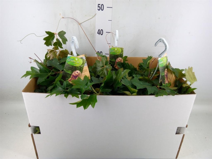 <h4>Cissus rhombifolia 'Ellen Danica'</h4>