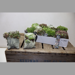 Arr Sempervivum In Cement Potje