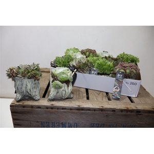 arr8 Arr Sempervivum In Cement Potje