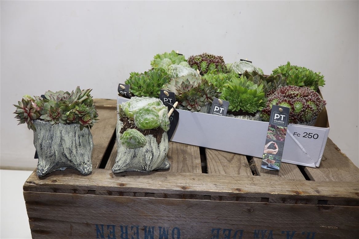 <h4>Arr Sempervivum In Cement Potje</h4>