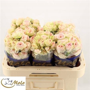 Rosa spray Sweet Giselle!