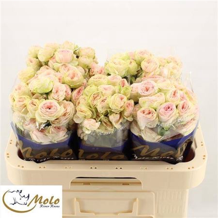 <h4>Rosa spray Sweet Giselle!</h4>