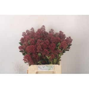 Skimmia Rubella Red Bunch