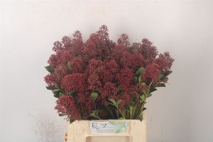 <h4>Skimmia Rubella Red Bunch</h4>