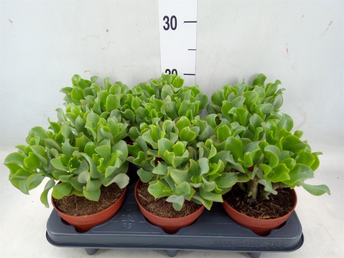 <h4>Crassula arborescens 'Curly Green'</h4>