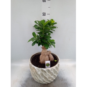 Ficus microcarpa 'Ginseng'