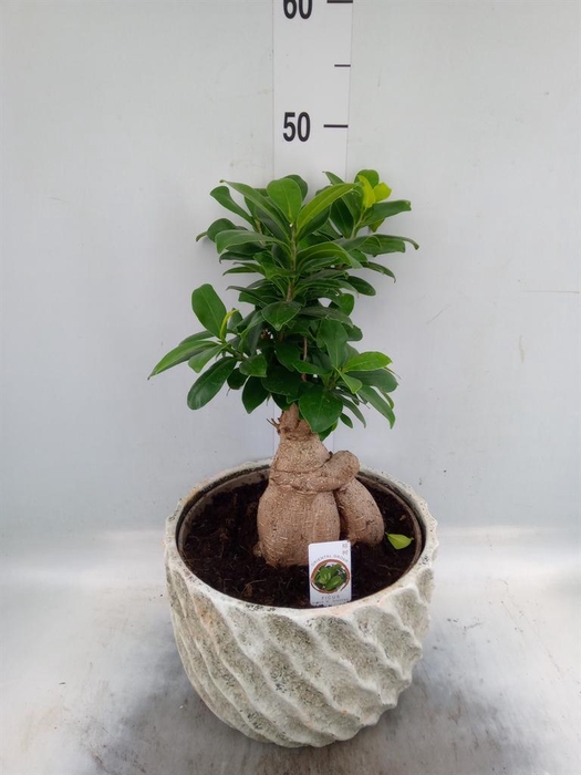 <h4>Ficus microcarpa 'Ginseng'</h4>