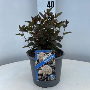 Physocarpus opulifolius