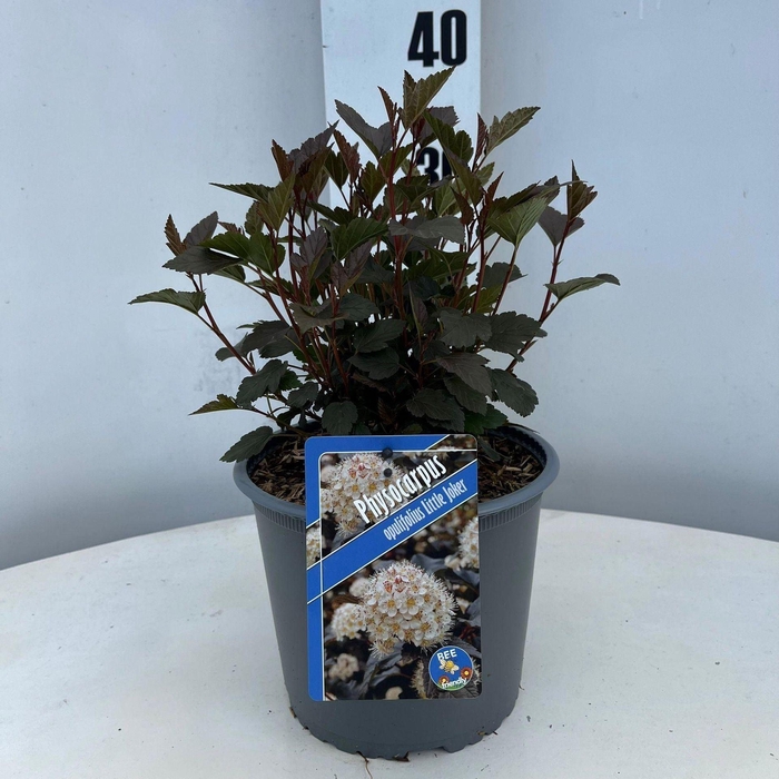 <h4>Physocarpus opulifolius</h4>