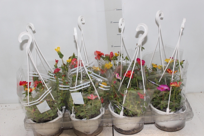 <h4>PORTULACA C13</h4>