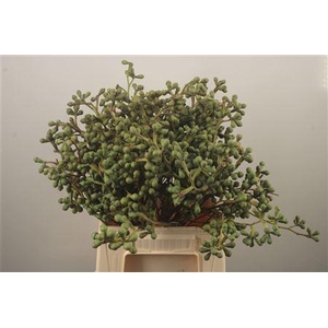 Euc Berry Clock Per Bunch