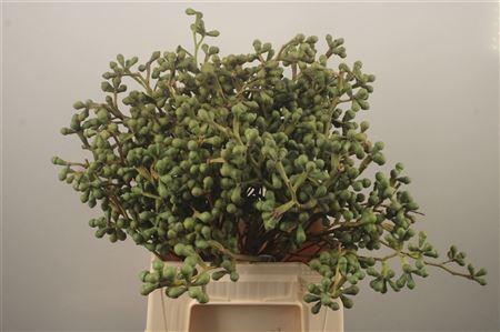 <h4>Euc Berry Clock Per Bunch</h4>