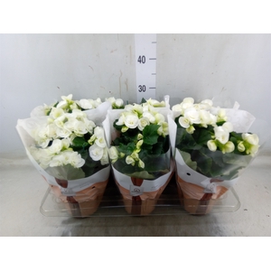 Begonia elat. HL 'Clara'