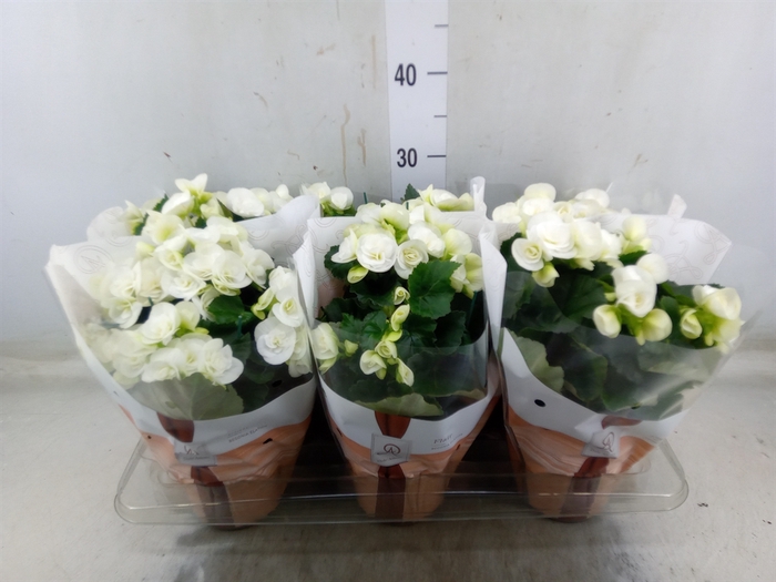 <h4>Begonia elat. HL 'Clara'</h4>