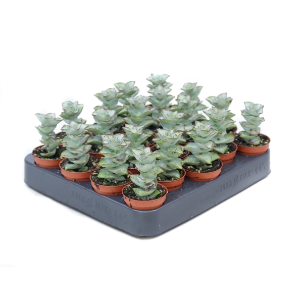 <h4>Crassula perforata giant 5,5 cm</h4>