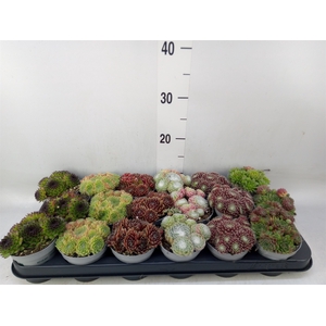 Sempervivum   ...