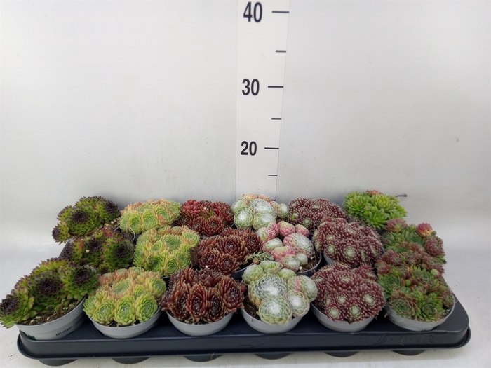 <h4>Sempervivum   ...</h4>