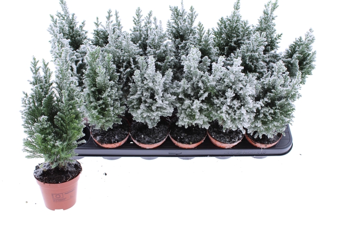 <h4>CHAM L ELLWOODII</h4>