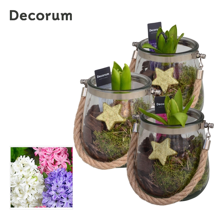 <h4>Hyacint Glas met Touw HL13802 [PURE]</h4>