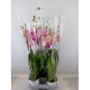 Phalaenopsis   ...mix