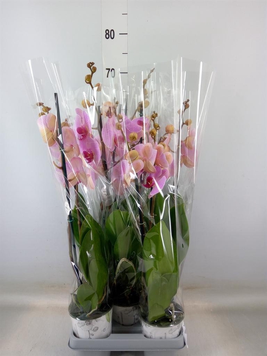 <h4>Phalaenopsis ...mix</h4>