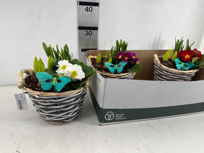 <h4>ARR PL IN SCHAAL</h4>