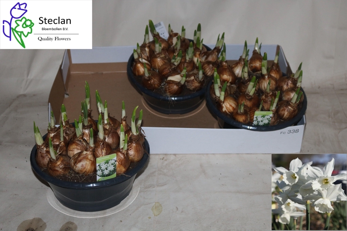 <h4>NARC TRI THALIA</h4>