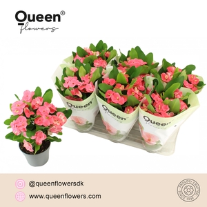 Euphorbia Tiara Charlotte Roze P14 Queen