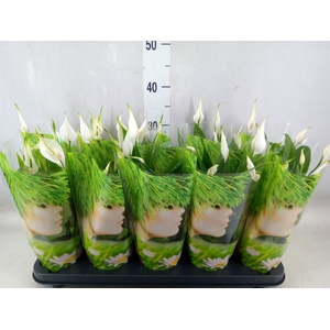 Spathiphyllum  'Alana'