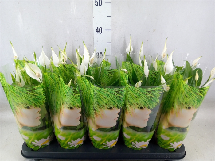 <h4>Spathiphyllum  'Alana'</h4>