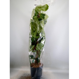 Philodendron bipennifolium