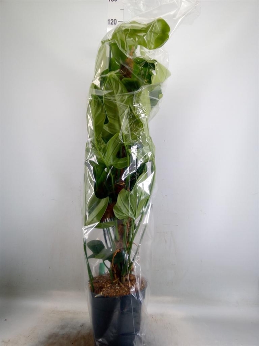 <h4>Philodendron bipennifolium</h4>