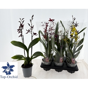 Orchids mix 12Ø 50cm 2st 8fl