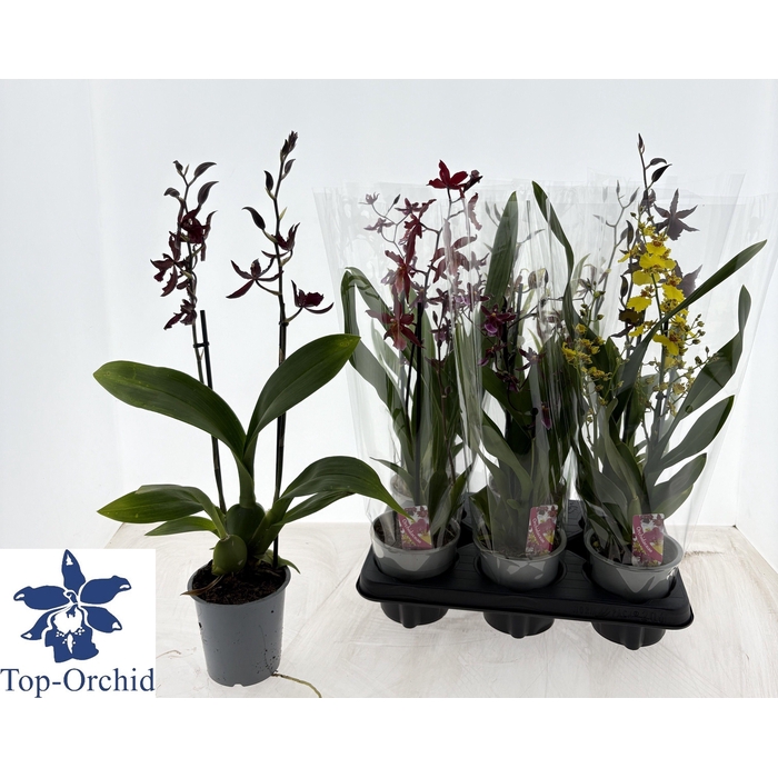 <h4>Orchids mix 12Ø 50cm 2st 8fl</h4>