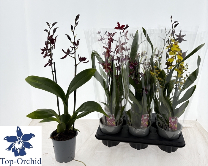 Orchids mix 12Ø 50cm 2st 8fl