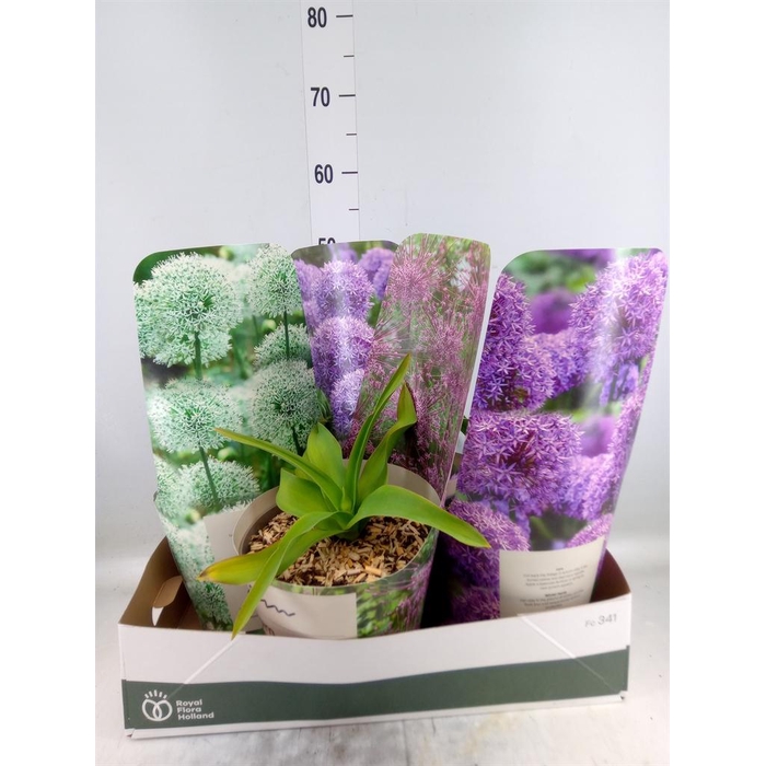 <h4>Allium   ...</h4>